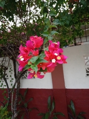 Bougainvillea
