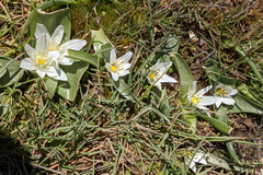 Ornithogalum lanceolatum
