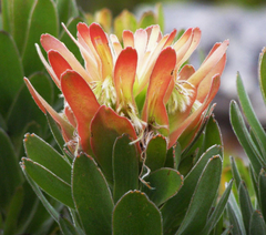 Mimetes fimbriifolius