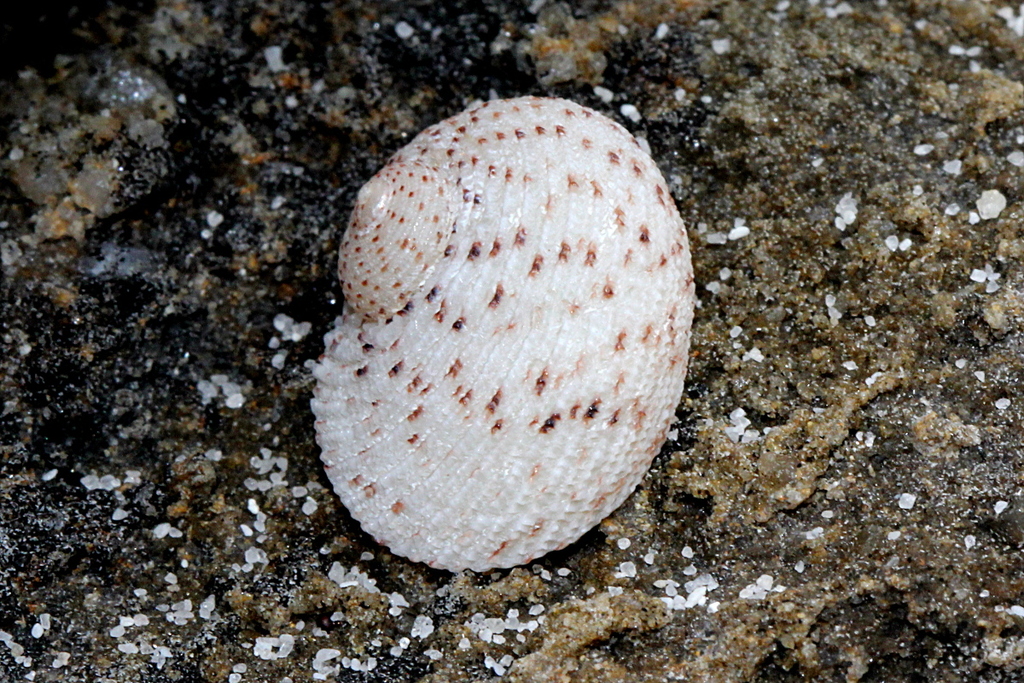Seguenzioidea