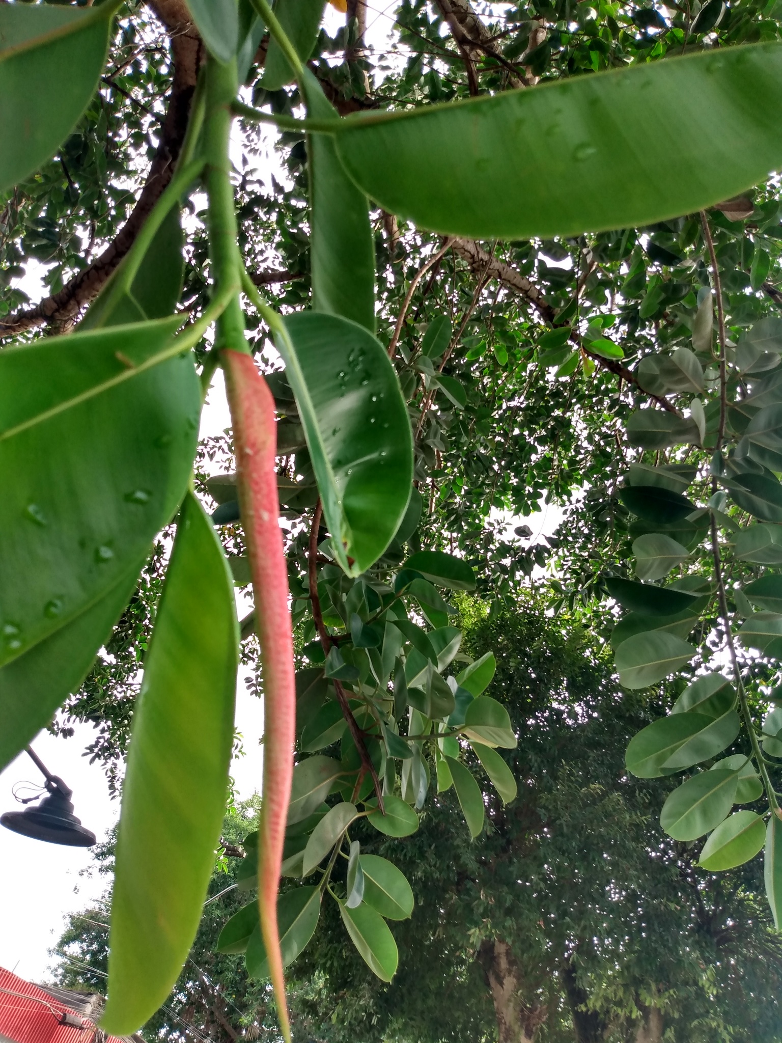 Ficus elastica