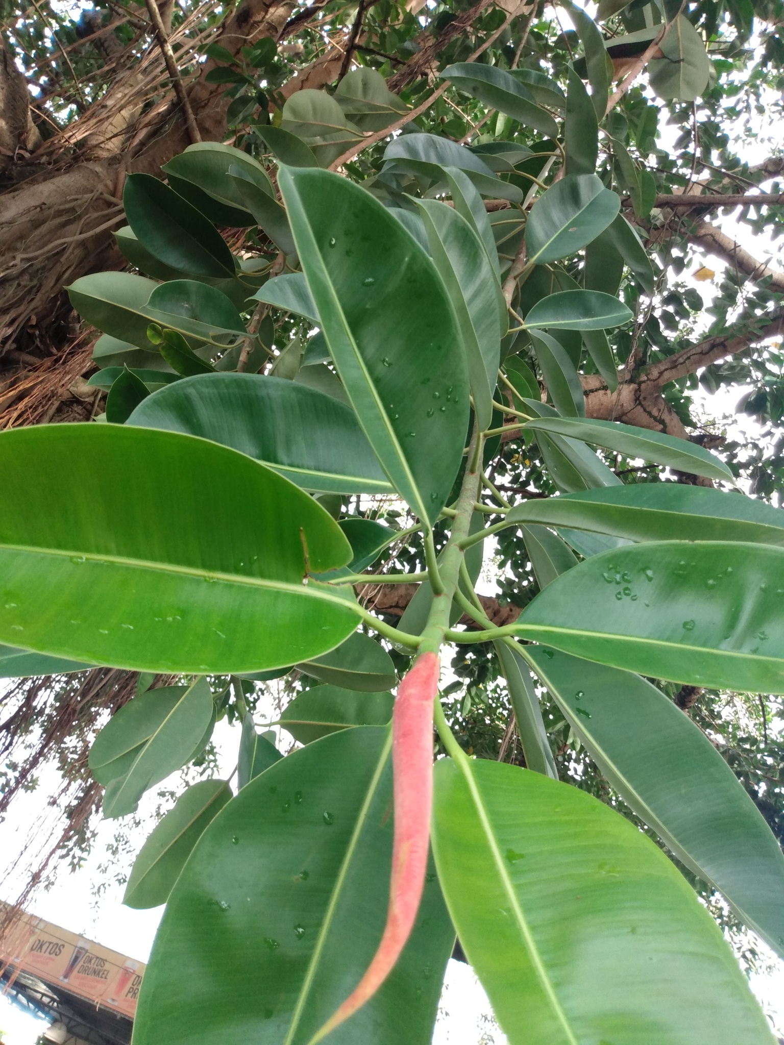Ficus elastica