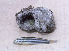 Petroscirtes fallax