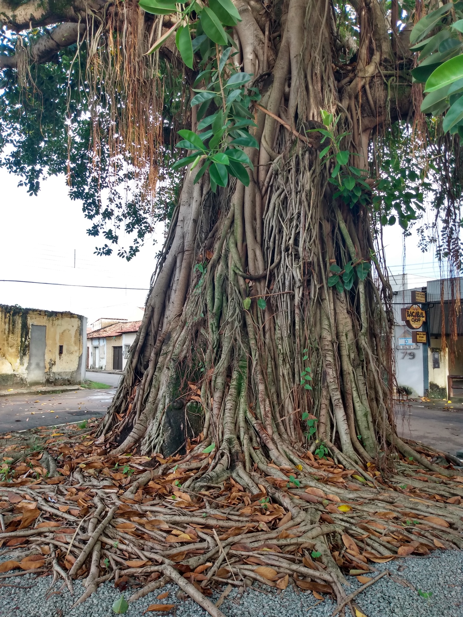 Ficus elastica