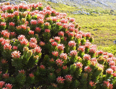 Mimetes fimbriifolius