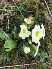 Primula