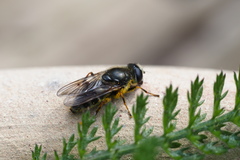 Cheilosia caerulescens