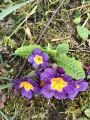 Primula