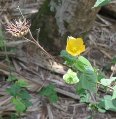 Abutilon hypoleucum