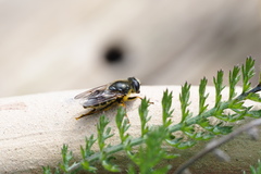 Cheilosia caerulescens