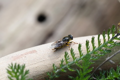 Cheilosia caerulescens