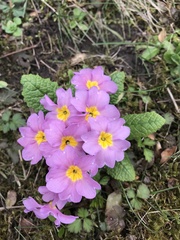 Primula