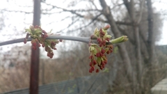 Acer negundo