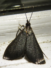 Pyrausta demantrialis