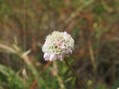 Armeria macrophylla