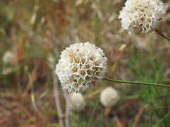 Armeria macrophylla