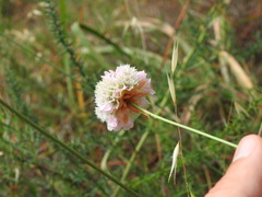 Armeria macrophylla