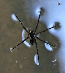 Dolomedes briangreenei