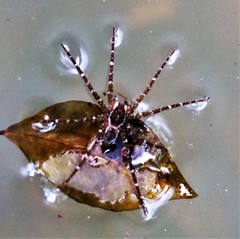 Dolomedes briangreenei