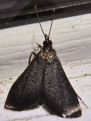 Pyrausta demantrialis