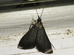 Pyrausta demantrialis