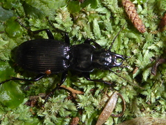 Plocamostethus planiusculus