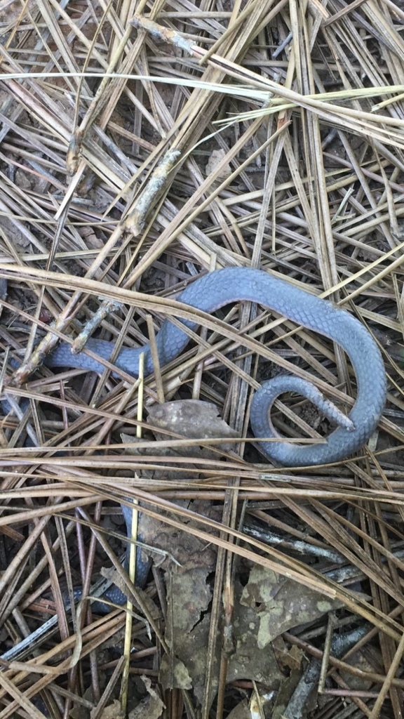 Dipsadine Snakes in April 2021 by braden08 · iNaturalist