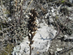 Pedicularis rubens