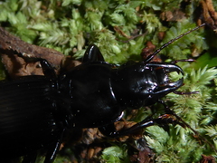 Plocamostethus planiusculus