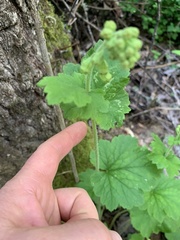 Tellima