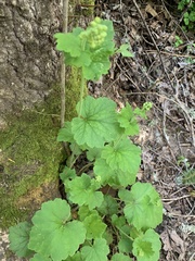 Tellima