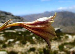 Gladiolus maculatus