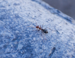 Myrmecocystus