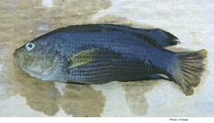 Pseudochromis fuscus