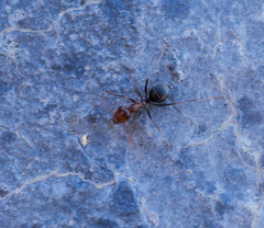 Myrmecocystus