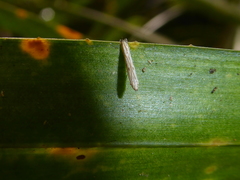 Batrachedra psithyra