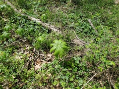 Podophyllum peltatum