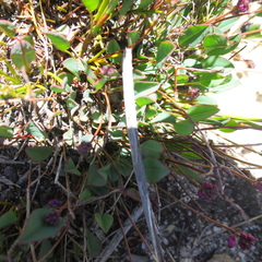 Indigofera sp3