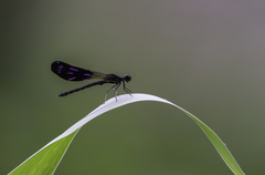 Aristocypha fenestrella