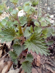 Urtica dioica