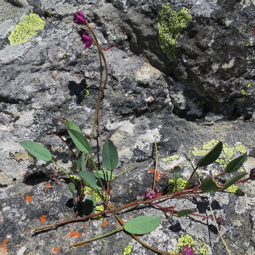 Image of Indigofera sp3 by no rights reserved