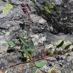 Indigofera sp3