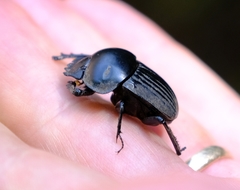 Scarabaeus schulzeae