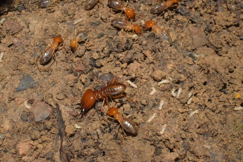 Syntermes dirus