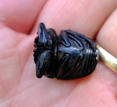 Scarabaeus schulzeae