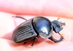 Scarabaeus schulzeae