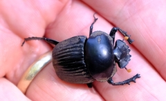 Scarabaeus schulzeae