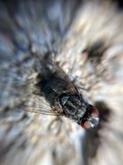 Protocalliphora