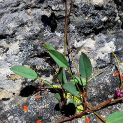 Indigofera sp3