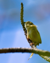 Prinia flaviventris